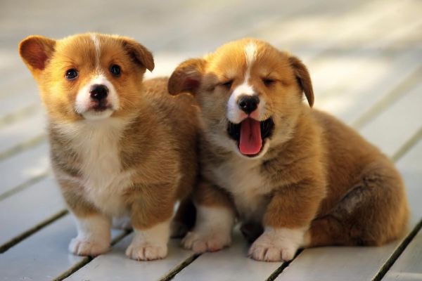 cloned dog